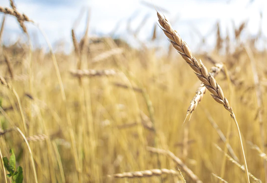 GOPAYǮ���ٷ���վ - ��ȫ��ݵ�����Ǯ�����ƶ�֧��ƽ̨